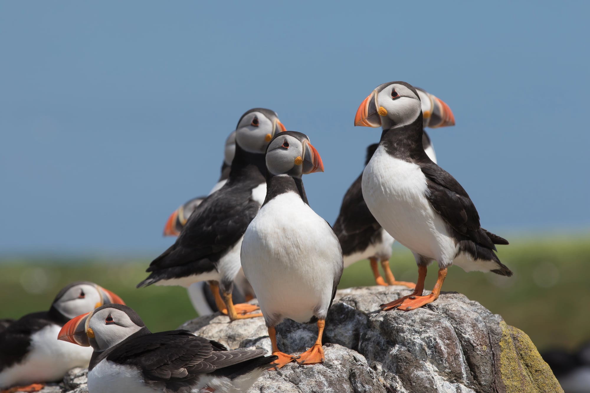 Puffins and seabirds on the Isle of May